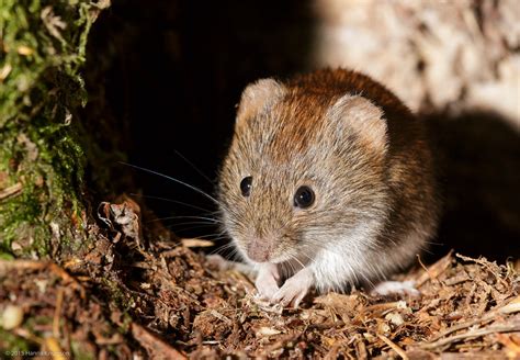 Bank Vole | A simply portrait of a bank vole sitting in fron… | Flickr