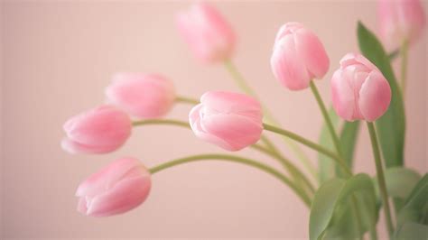 Pink Tulips Wallpapers - Top Free Pink Tulips Backgrounds - WallpaperAccess