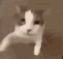 Cat Kiss GIF – Cat Kiss – discover and share GIFs