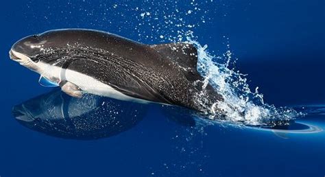 Spectacled porpoise photos and facts | Porpoise, Marine animals, Mammals