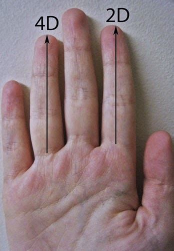 Retired--Now What?: Finger Length Ratio