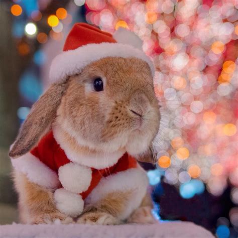 Christmas Bunny Wallpapers - Top Free Christmas Bunny Backgrounds - WallpaperAccess