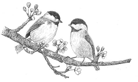 Creative Chaos: Otters, chickadees and Birch trees Nature Art Drawings, Bird Drawings, Animal ...