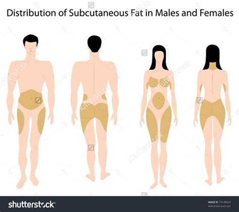 subcutaneous fat distribution - Buscar con Google Males, Healthy Lifestyle, Fat, Clip Art, Stock ...