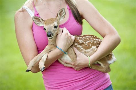 Wildlife expert: Stop ‘rescuing’ baby deer