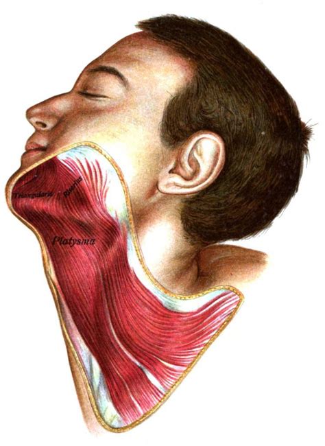 Platysma muscle - Alchetron, The Free Social Encyclopedia