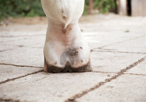 Guide to Mud Fever Symptoms | Avonvale Equine Vet Practice