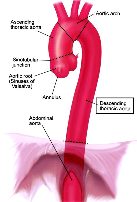 Thoracic Aorta Anatomy