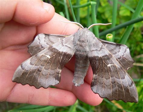 Hawk Moth Identification