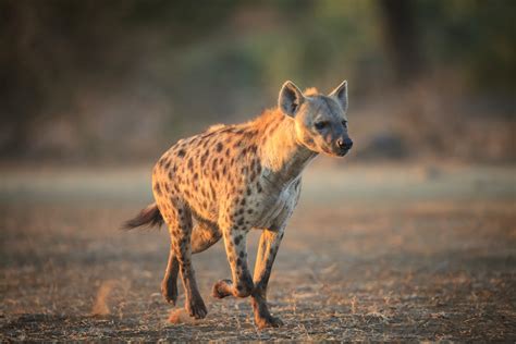 What do Hyenas Eat? Discover the Hyena Diet (with Photos) - WildlifeTrip