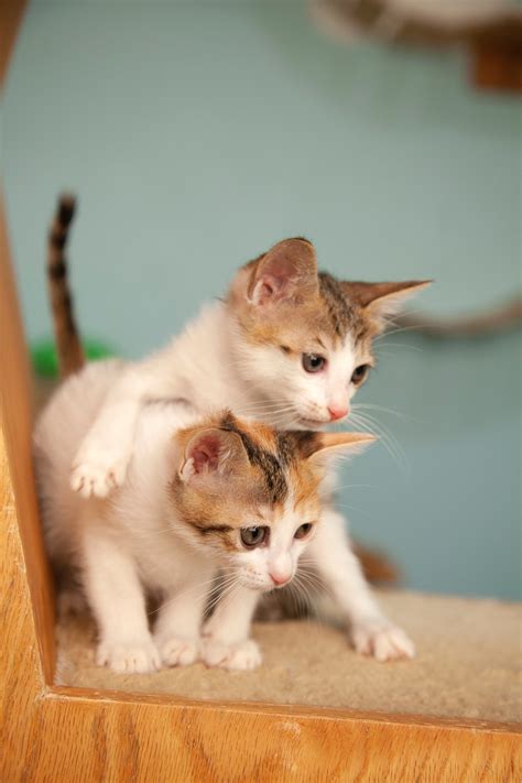 Two White Kittens Playing · Free Stock Photo