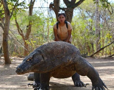 9 Aktivitas Wisata Pilihan Di Pulau Komodo - September 2024