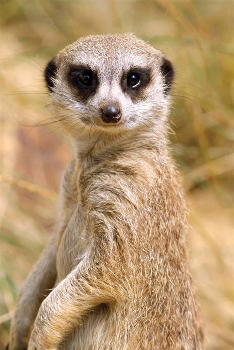 Meerkat | Characteristics, Habitat, Diet, Behavior, & Facts | Meerkat, African animals, Cute animals