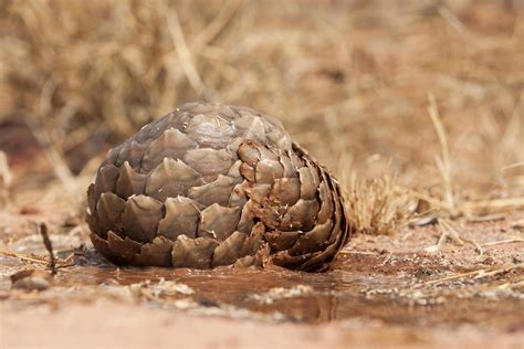 Pangolin Ball