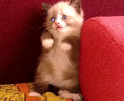 Scared Cat GIF - Find & Share on GIPHY