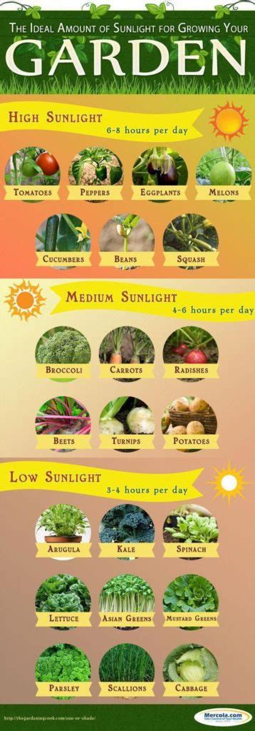 Food infographic - Vegetable Gardening Tips to Make Anyone An Expert Gardener - InfographicNow ...