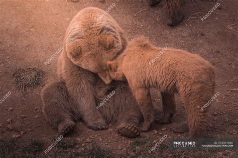 Mother bear playing with bear cubs — wild, kids - Stock Photo | #274312686