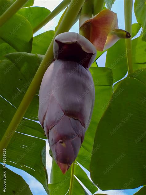 tha health Musa acuminata plant Stock Photo | Adobe Stock