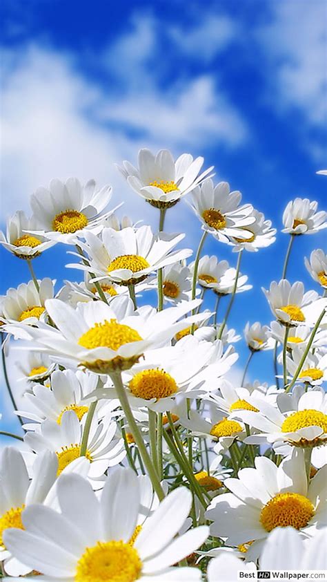 Daisy Phone Wallpapers - Top Free Daisy Phone Backgrounds - WallpaperAccess