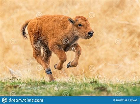 Young Bison Calf Running Wild Stock Photo - Image of bovine, pasture: 268309100