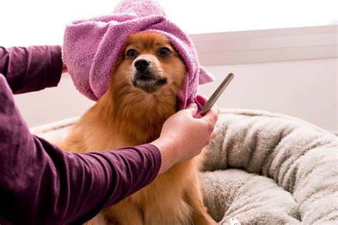 Dog Allergy To Shampoo – Treatments, Tips & Tricks | Jacks Pets