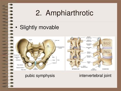 PPT - The Skeletal System PowerPoint Presentation, free download - ID:3095044