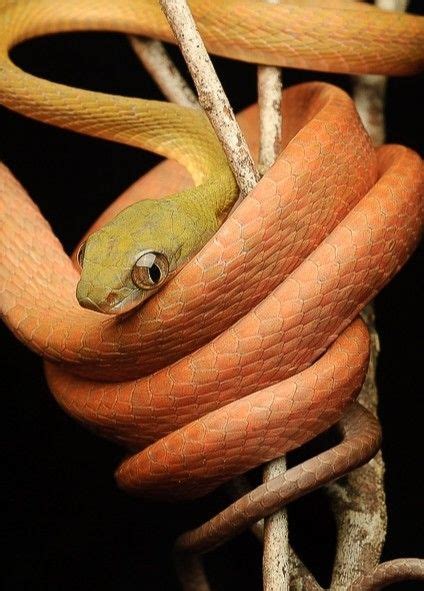 Black-headed Cat Snake (Boiga nigriceps) | Amphibians, Beautiful snakes, Reptiles