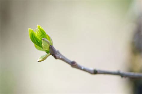 Gemmothérapie : comment faire ses premiers pas avec les bourgeons - Top ...