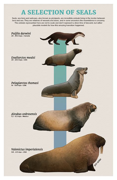 Tumblr Artist, PaleoArt, Creates Beautiful Animal Evolution Series (22 ...