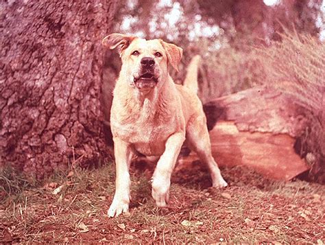 Old Yeller - Old Yeller Photo (38547215) - Fanpop