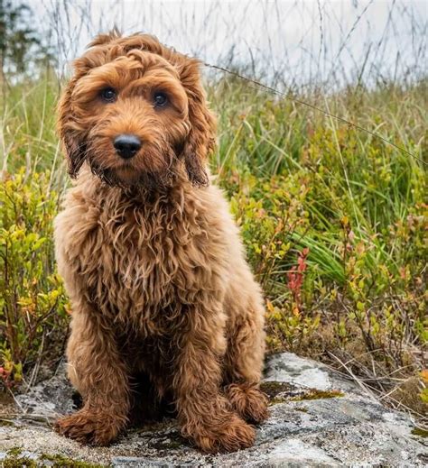 Cocker Spaniel Poodle Mix, Poodle Mix Puppies, Big Puppies, Poodle Dog ...