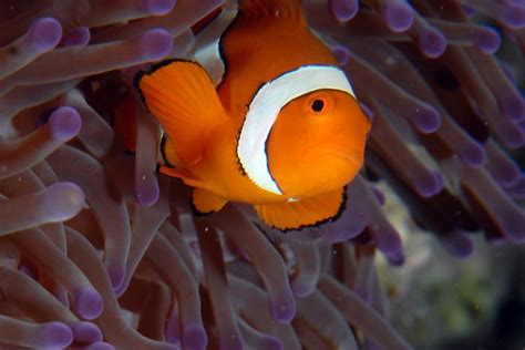 Gallery | Great Barrier Reef Conservation, Australia | WorkingAbroad