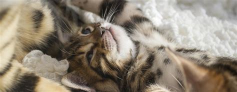 Avoid Bengal Cat Health Issues with These 3 Genetic Screenings - The ...