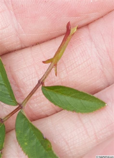 R. palustris leaf, showing the typical stipules rolled into a tube along the top of the petiole ...