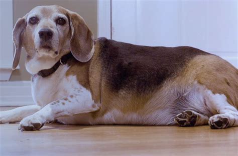 This Obese Beagle Will Do Anything For Beef Jerky | HuffPost Entertainment