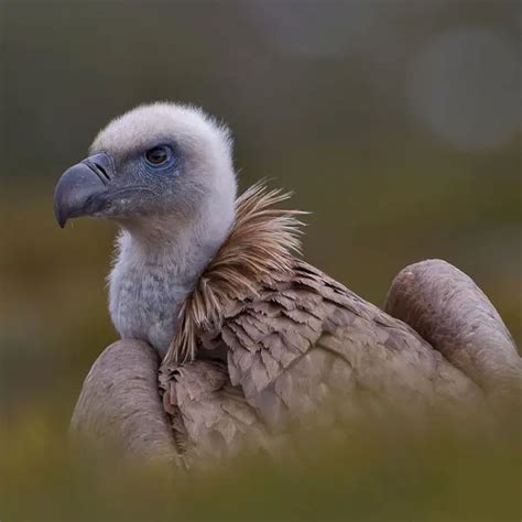 Griffon Vulture - Facts, Diet, Habitat & Pictures on Animalia.bio