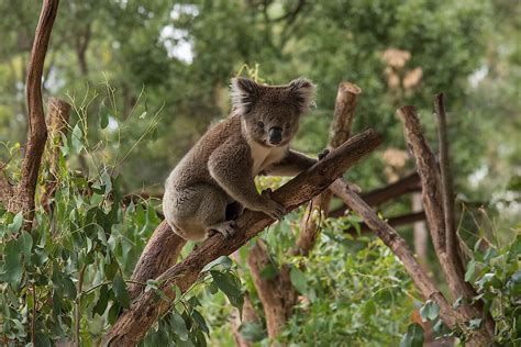 What Is The Role Of Koalas In The Ecosystem? - WorldAtlas
