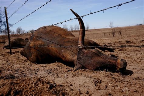 Texas battles second-biggest wildfire disaster in state history | The Daily Ausaf Pakistan News