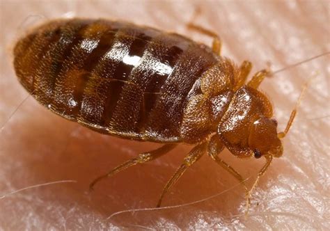 Understanding The Difference Between A Baby Cockroach And A Bed Bug - Pest Control Hamilton