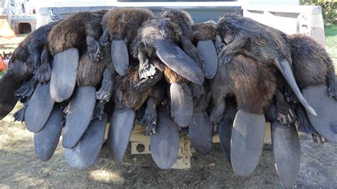 How Saskatchewan's beaver derby benefits hunters and trappers • Outdoor ...