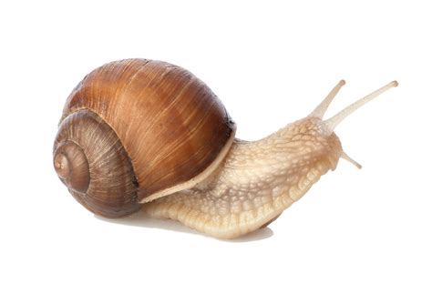 Snail PNG