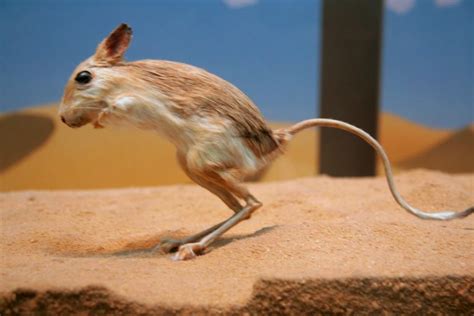 Kangaroo Rat– Facts, Size, Habitat, Pictures