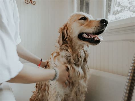 8 Natural Flea Treatments for Dogs | UK Pets