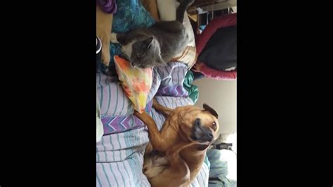 Dog Licking cat and cat enjoys it! - YouTube