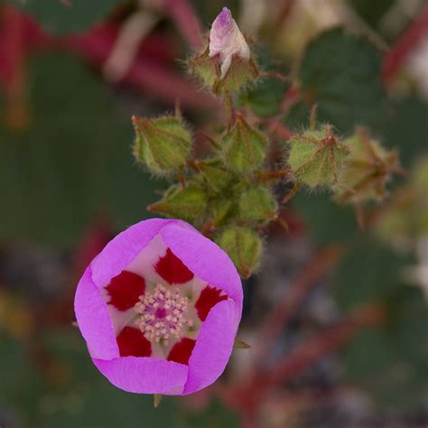 Death Valley Wildflowers - Weekly Photo - Dubland Media