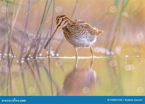 Common Snipe Wader Bird in Habitat Background Stock Photo - Image of ...