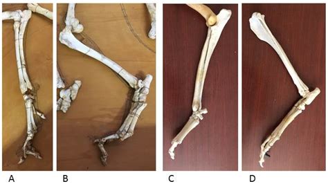 Anatomia | Free Full-Text | Wolf and Dog: What Differences Exist?