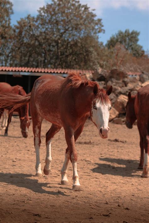 List of Problems Facing Pastoral Farming in Africa | Bizhack Kenya