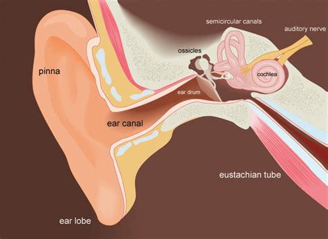 How To Drain Water From Inner Ear - Best Drain Photos Primagem.Org