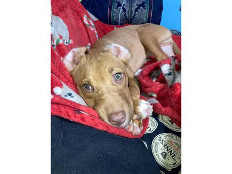 Female Labrabull Puppy looking for new home Marietta - Puppies for Sale Near Me